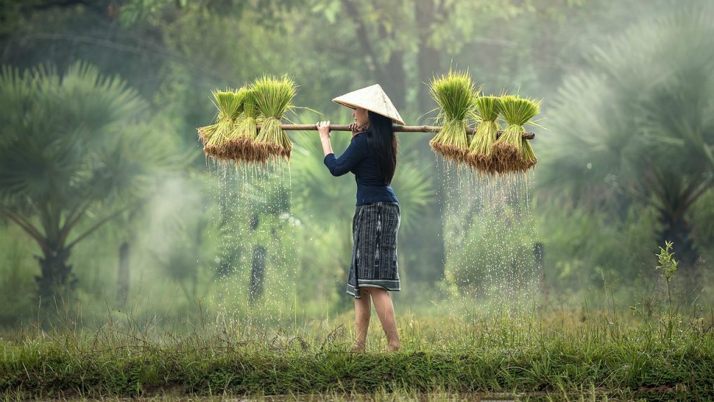 harvesting Vietnam - trip.am