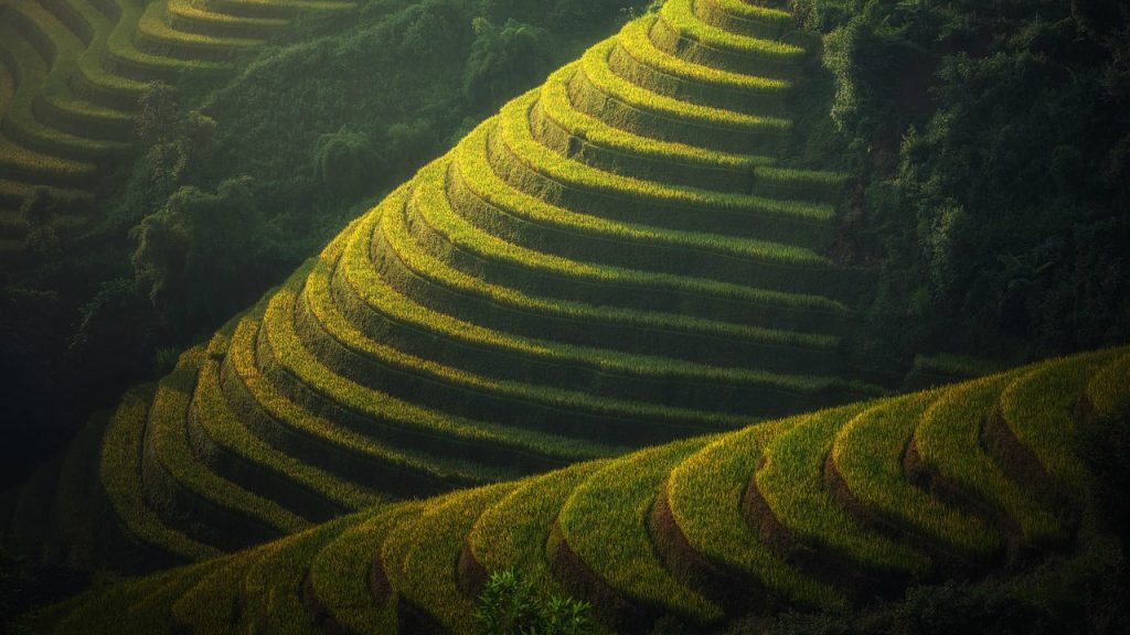 agriculture Vietnam - trip.am